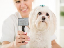 Pet Grooming Business for Sale