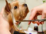 Upscale and Exclusive Dog Grooming Facility!