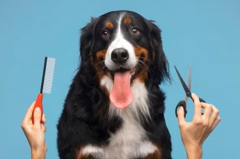Dog Groomer and Boarding Kitsap County